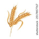 Realistic ears of wheat isolated white background, vector realistic, autumn illustration