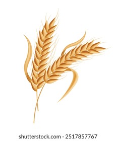 Realistic ears of wheat isolated white background, vector realistic, autumn illustration