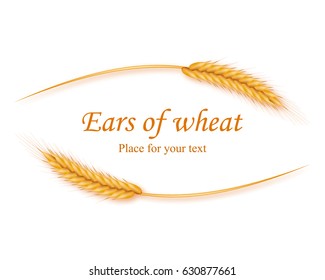 Realistic ears of wheat on a white background with space for text. Vector illustration of a cereal.