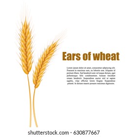 Realistic ears of wheat on a white background with space for text. Vector illustration of a cereal.