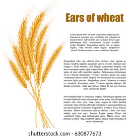 Realistic ears of wheat on a white background with space for text. Vector illustration of a cereal.