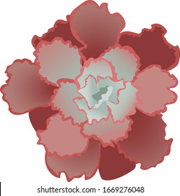 realistic echiveria top view in vector