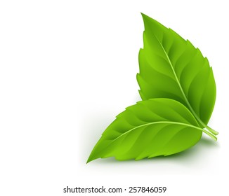 Realistic Eco Friendly Leaves Background. Vector Illustration
