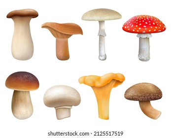 Realistic edible and inedible mushroom plants, fly agaric, chanterelle, niscalo. Champignon, golden chanterelle and king trumpet vector illustration set. Mushroom plants, forest seasonal meal