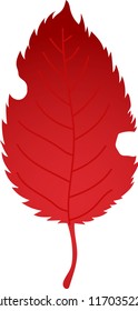 Realistic Elegant Autumn leaves