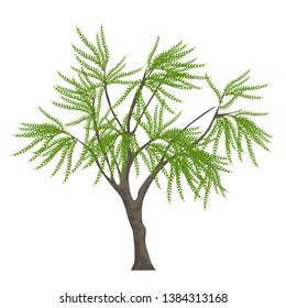 Realistic elegant tree isolated on white background.