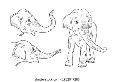 Realistic elephant set isolated on white background. Engraved Indian elephant for zoo designs. Sketch vector illustration