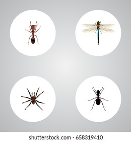 Realistic Emmet, Ant, Arachnid And Other Vector Elements. Set Of Bug Realistic Symbols Also Includes Tarantula, Spider, Arachnid Objects.