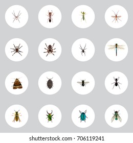 Realistic Emmet, Bee, Arachnid And Other Vector Elements. Set Of Insect Realistic Symbols Also Includes Locust, Insect, Spinner Objects.