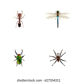 Realistic Emmet, Damselfly, Arachnid And Other Vector Elements. Set Of Hexapod Realistic Symbols Also Includes Emmet, Pismire, Green Objects.