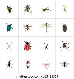 Realistic Emmet, Damselfly, Bug And Other Vector Elements. Set Of Bug Realistic Symbols Also Includes Tarantula, Jewel, Arachnid Objects.
