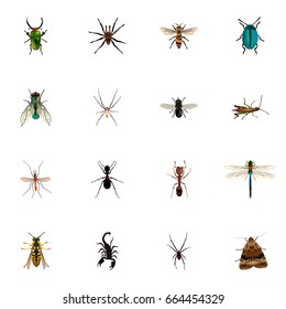 Realistic Emmet, Damselfly, Insect And Other Vector Elements. Set Of Bug Realistic Symbols Also Includes Wisp, Tarantula, Moth Objects.