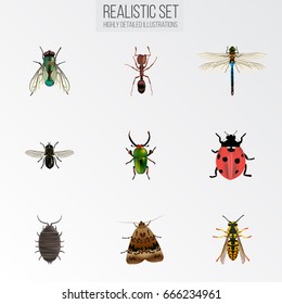 Realistic Emmet, Damselfly, Insect And Other Vector Elements. Set Of Bug Realistic Symbols Also Includes Jewel, Wasp, Fly Objects.