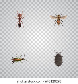 Realistic Emmet, Dor, Wisp And Other Vector Elements. Set Of Animal Realistic Symbols Also Includes Ant, Wasp, Beetle Objects.