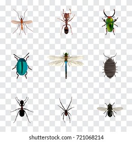 Realistic Emmet, Gnat, Damselfly And Other Vector Elements. Set Of Bug Realistic Symbols Also Includes Bug, Spider, Dragonfly Objects.