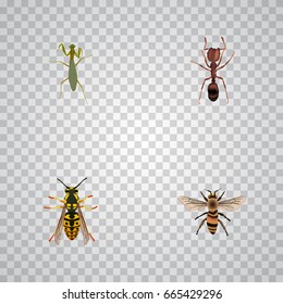 Realistic Emmet, Grasshopper, Bee And Other Vector Elements. Set Of Bug Realistic Symbols Also Includes Bee, Sting, Wisp Objects.