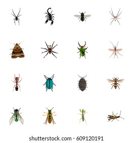 Realistic Emmet, Insect, Housefly And Other Vector Elements. Set Of Hexapod Realistic Symbols Also Includes Locust, Alive, Grasshopper Objects.