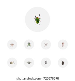 Realistic Emmet, Locust, Dor And Other Vector Elements. Set Of Insect Realistic Symbols Also Includes Bug, Green, Housefly Objects.
