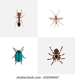 Realistic Emmet, Tarantula, Bug And Other Vector Elements. Set Of Insect Realistic Symbols Also Includes Gnat, Dor, Blue Objects.