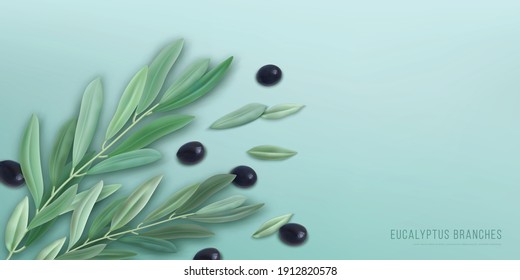 Realistic eucalyptus background with branches green leaves and olives vector illustration