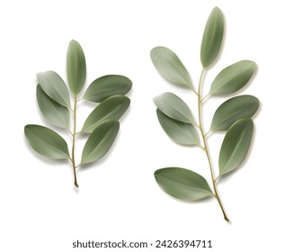 Realistic eucalyptus leaves, vector set
