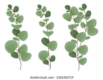 Realistic eucalyptus plant set, botanical eucalyptus vector illustration, leaf realistic vector set