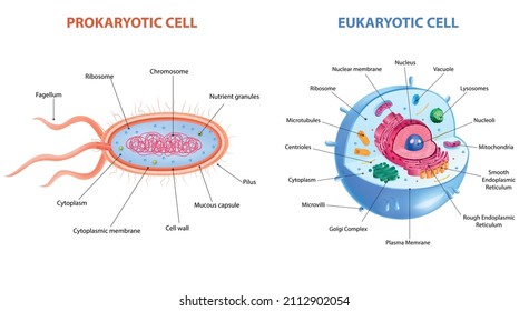 Realistic eukaryotic and prokaryotic cells anatomy infographic poster with two labelled diagrams vector illustration