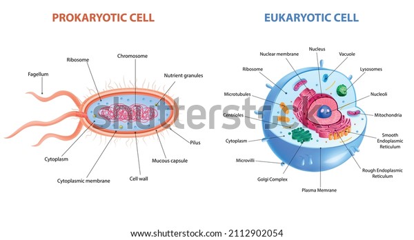 Realistic\
eukaryotic and prokaryotic cells anatomy infographic poster with\
two labelled diagrams vector\
illustration