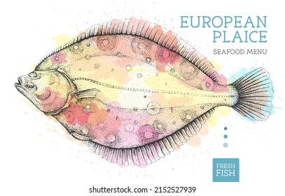 Realistic European Plaice Fish Vector Illustration On Artistic Watercolor Background. Seafood Menu Design