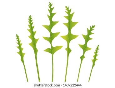 Realistic exotic green forest fern leaves on white background vector illustration