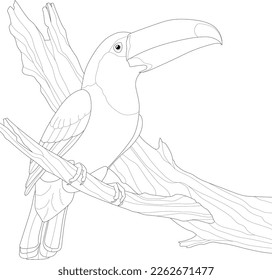 Realistische exotische Toucan-Vogel auf Zweig-Skizze-Vorlage sitzen. Cartoon afrikanische Vektorgrafik auf Schwarz-Weiß für Spiele, Hintergrund, Muster, Dekoration. Kindergeschichten, Farbpapier, Seite