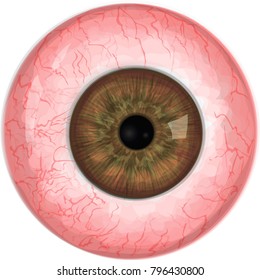 Realistic eye ball isolated on white background. Brown eye