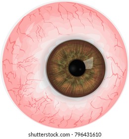 Realistic eye ball isolated on white background. Brown eye