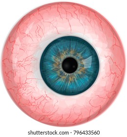Realistic eye ball isolated on white background. Blue eye