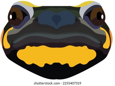 Realistic face of a fire salamander. The portrait of an amphibian is depicted on a white background. Vector graphics.