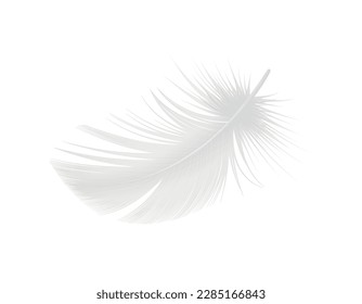 Realistic falling fluffy white bird feather vector illustration