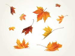 Realistic Falling Leaves. Autumn Forest Maple Leaf In September Season, Flying Orange Foliage From Tree On Ground Transparent Background Isolated Template Exact Vector Illustration Of Fall Autumn
