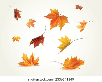 Realistic falling leaves. Autumn forest maple leaf in september season, flying orange foliage from tree on ground transparent background isolated template exact vector illustration of fall autumn - Shutterstock ID 2336341149