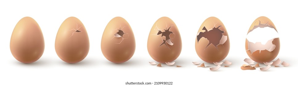 Huevo de pollo de granja realista roto, estadios de polluelos para incubar. Huevos rotos con trozos de concha de huevo. 3d ruptura frágil de huevos en conjunto vector incubador. Concha dividida con desechos, ingrediente de cocina