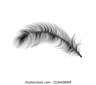 Composición de fondo blanco de plumas realista con imagen aislada de la ilustración vectorial de plumas de aves