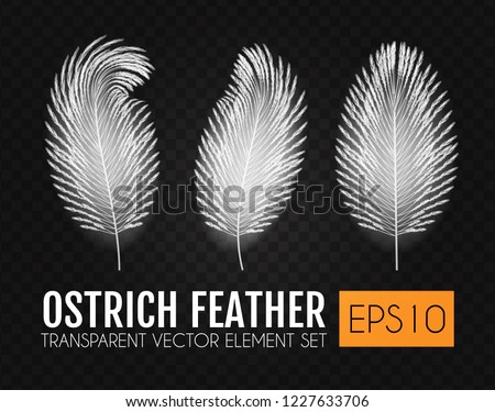 Realistic Feathers Set. Elegant Isolated Ostrich Feather Collection on Transparent Background. Vector illustration