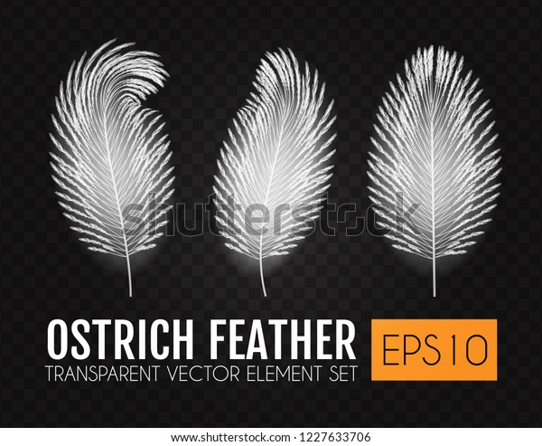 Realistic\
Feathers Set. Elegant Isolated Ostrich Feather Collection on\
Transparent Background. Vector\
illustration