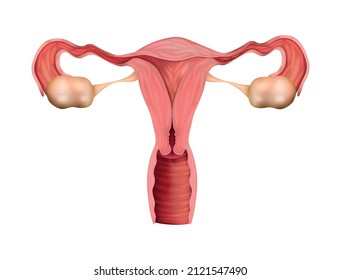 Realistic female genitals human reproductive system anatomy composition with realistic images on blank background vector illustration