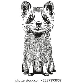 Realistic Ferret vector, hand drawn animal illustration polecat
