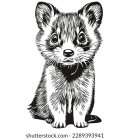 Realistic Ferret vector, hand drawn animal illustration polecat
