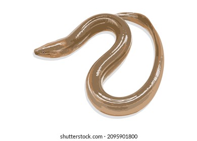 Realistic fish asia eel. Isolated on white background