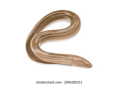 Realistic fish asia eel. Isolated on white background