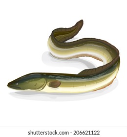 Realistic fish european eel. Eps10 vector illustration. Isolated on white background