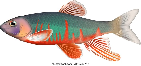 Realistic Fish illustration 'Pale bleak, Fresh-water sprat,Pale chub (Japanses name, OIKAWA)' vector format.
Vector and PNG files have transparent backgrounds.