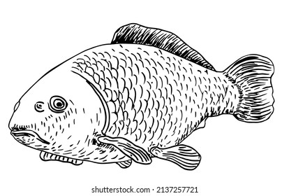 406 Mere fish Images, Stock Photos & Vectors | Shutterstock